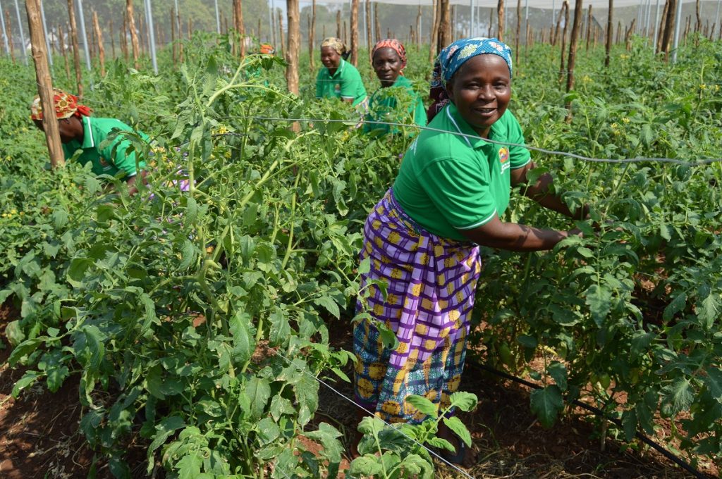 Mais crédito para o campo: Gapi expande apoio às micro, pequenas e médias empresas agrícolas Mais crédito para o campo: Gapi expande apoio às micro, pequenas e médias empresas agrícolas